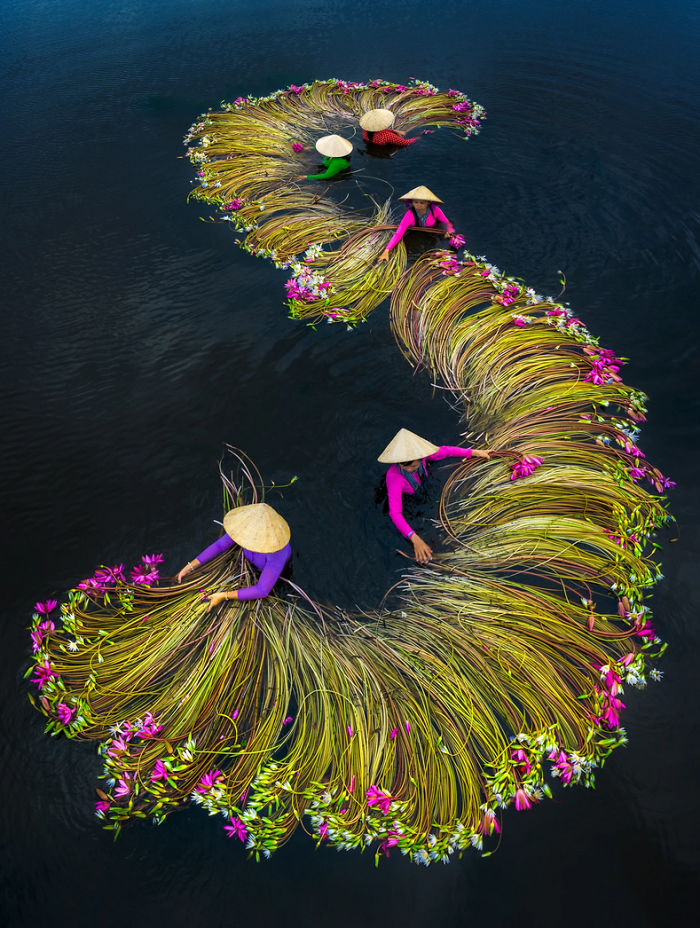 16 Breathtaking Photos Of Farmers Harvesting Waterlilies From The Mekong Delta 16 Breathtaking Photos Of Farmers Harvesting Waterlilies From The Mekong Delta