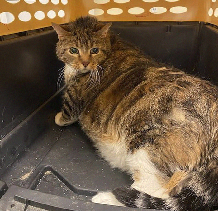 30 Lb Chonk Cat Named Lasagna Gets New Home, New Owners Thrilled With Getting Lasagna And Helping Her Get Healthy 30 Lb Chonk Cat Named Lasagna Gets New Home, New Owners Thrilled With Getting Lasagna And Helping Her Get Healthy
