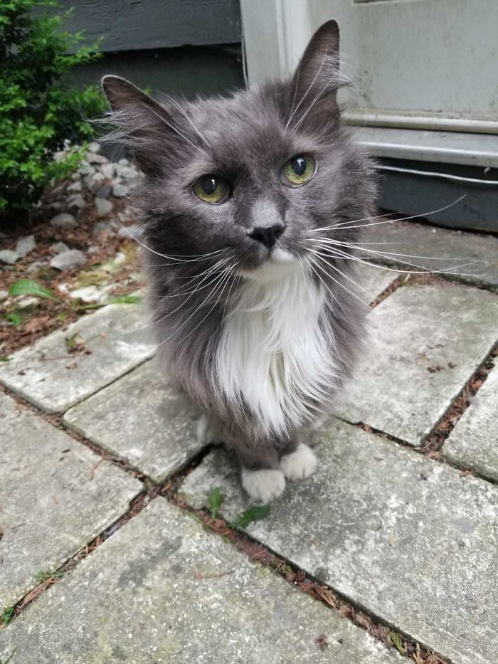 40 Wholesome Pics Of Senior Cats Doing Their Thing 40 Wholesome Pics Of Senior Cats Doing Their Thing