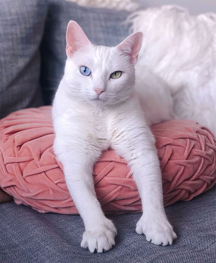 Cat With Heterochromia And Extra Toes Was Neglected And Abandoned By Previous Owners, Now Is An Instagram Star (30 Pics) Cat With Heterochromia And Extra Toes Was Neglected And Abandoned By Previous Owners, Now Is An Instagram Star (30 Pics)