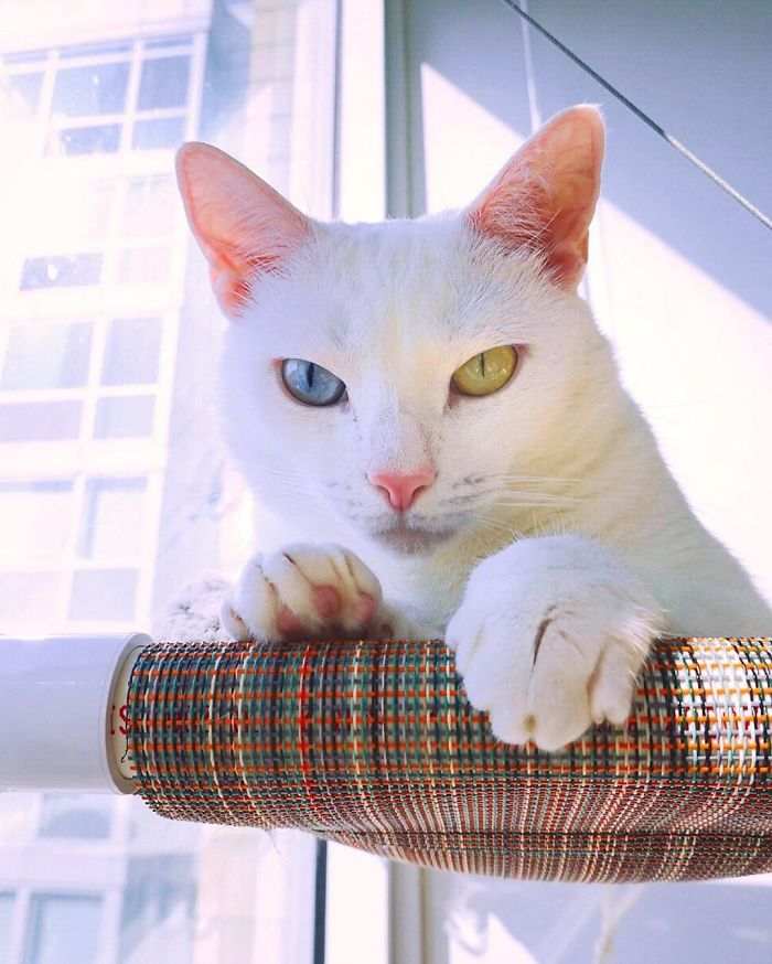 Cat With Heterochromia And Extra Toes Was Neglected And Abandoned By Previous Owners, Now Is An Instagram Star (30 Pics) Cat With Heterochromia And Extra Toes Was Neglected And Abandoned By Previous Owners, Now Is An Instagram Star (30 Pics)