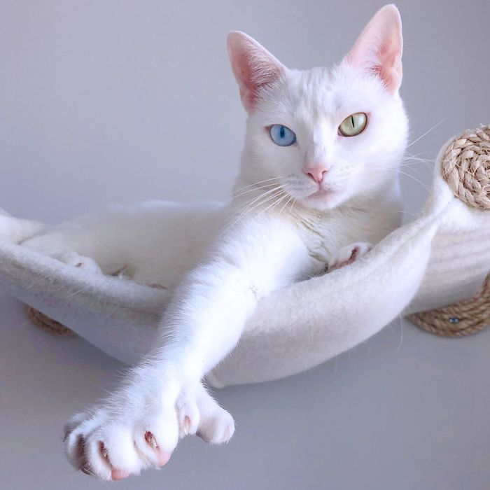 Cat With Heterochromia And Extra Toes Was Neglected And Abandoned By Previous Owners, Now Is An Instagram Star (30 Pics) Cat With Heterochromia And Extra Toes Was Neglected And Abandoned By Previous Owners, Now Is An Instagram Star (30 Pics)