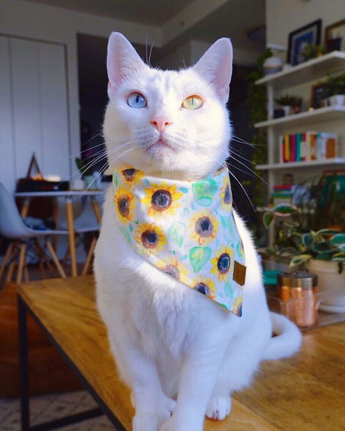 Cat With Heterochromia And Extra Toes Was Neglected And Abandoned By Previous Owners, Now Is An Instagram Star (30 Pics) Cat With Heterochromia And Extra Toes Was Neglected And Abandoned By Previous Owners, Now Is An Instagram Star (30 Pics)