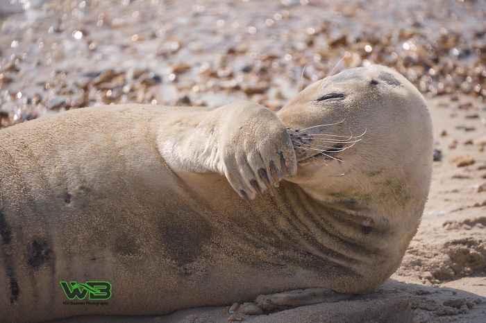 Sammy The Seal Is So Outgoing, He’s Making Human Friends At The Beach Sammy The Seal Is So Outgoing, He’s Making Human Friends At The Beach