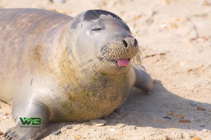 Sammy The Seal Is So Outgoing, He’s Making Human Friends At The Beach Sammy The Seal Is So Outgoing, He’s Making Human Friends At The Beach