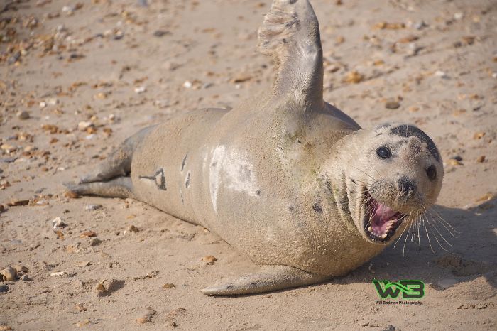 Sammy The Seal Is So Outgoing, He’s Making Human Friends At The Beach Sammy The Seal Is So Outgoing, He’s Making Human Friends At The Beach