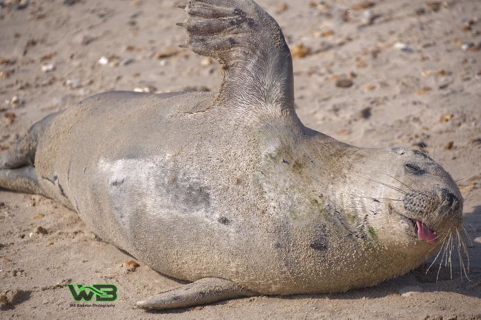 Sammy The Seal Is So Outgoing, He’s Making Human Friends At The Beach Sammy The Seal Is So Outgoing, He’s Making Human Friends At The Beach