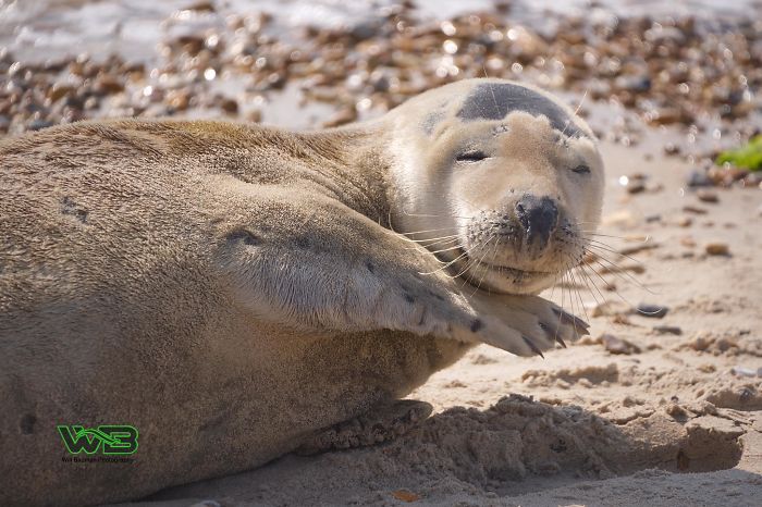 Sammy The Seal Is So Outgoing, He’s Making Human Friends At The Beach Sammy The Seal Is So Outgoing, He’s Making Human Friends At The Beach