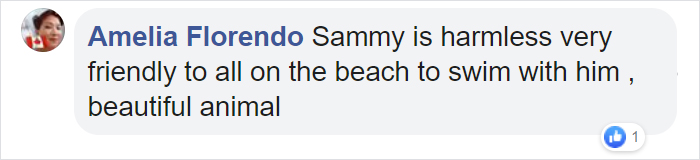 Sammy The Seal Is So Outgoing, He’s Making Human Friends At The Beach Sammy The Seal Is So Outgoing, He’s Making Human Friends At The Beach