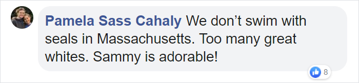 Sammy The Seal Is So Outgoing, He’s Making Human Friends At The Beach Sammy The Seal Is So Outgoing, He’s Making Human Friends At The Beach
