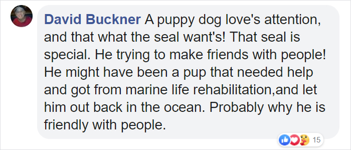 Sammy The Seal Is So Outgoing, He’s Making Human Friends At The Beach Sammy The Seal Is So Outgoing, He’s Making Human Friends At The Beach