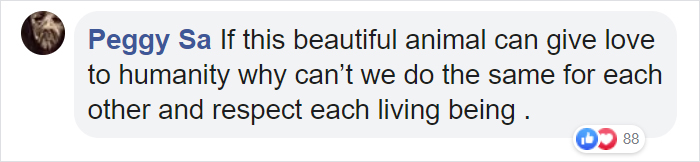 Sammy The Seal Is So Outgoing, He’s Making Human Friends At The Beach Sammy The Seal Is So Outgoing, He’s Making Human Friends At The Beach