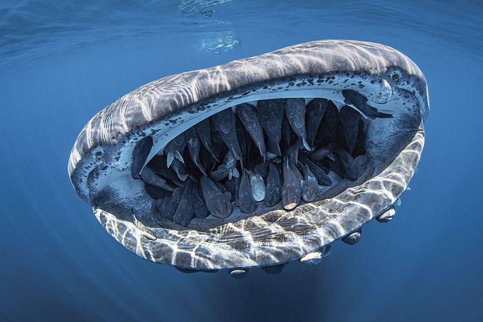 Photo Of Whale Shark With 50+ Fish In its Mouth Wins Grand Prize In Underwater Photo Contest Photo Of Whale Shark With 50+ Fish In its Mouth Wins Grand Prize In Underwater Photo Contest