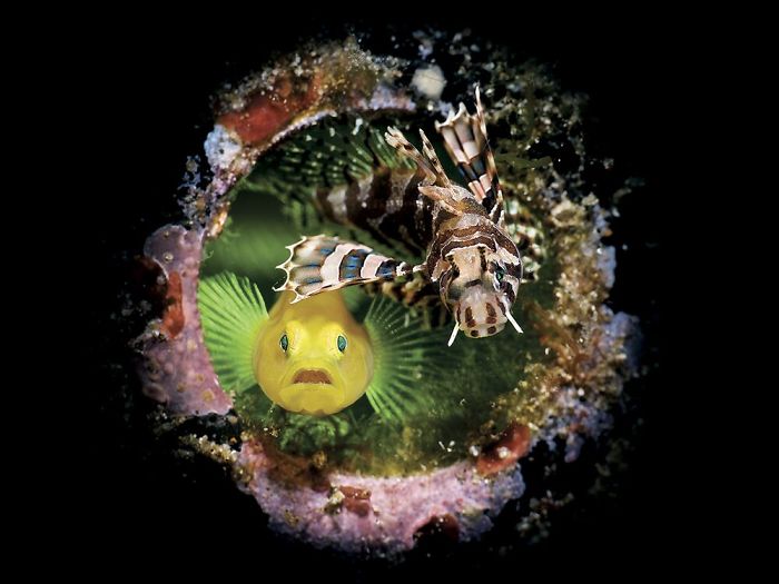 Photo Of Whale Shark With 50+ Fish In its Mouth Wins Grand Prize In Underwater Photo Contest Photo Of Whale Shark With 50+ Fish In its Mouth Wins Grand Prize In Underwater Photo Contest