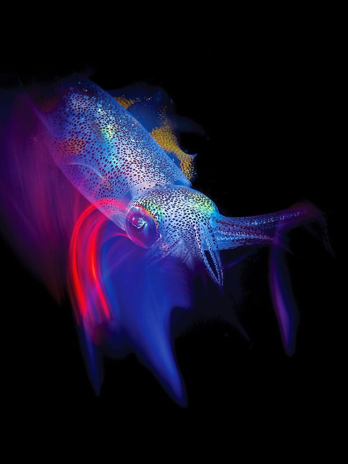 Photo Of Whale Shark With 50+ Fish In its Mouth Wins Grand Prize In Underwater Photo Contest Photo Of Whale Shark With 50+ Fish In its Mouth Wins Grand Prize In Underwater Photo Contest