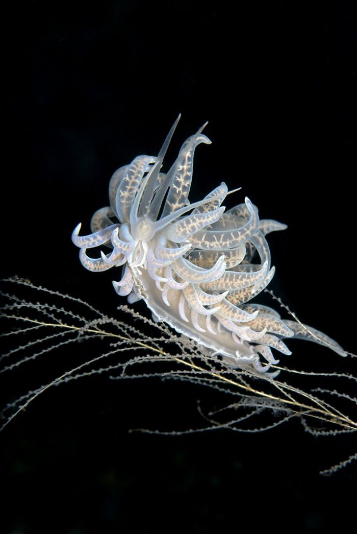 Photo Of Whale Shark With 50+ Fish In its Mouth Wins Grand Prize In Underwater Photo Contest Photo Of Whale Shark With 50+ Fish In its Mouth Wins Grand Prize In Underwater Photo Contest