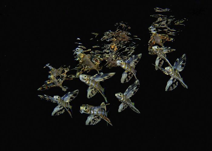 Photo Of Whale Shark With 50+ Fish In its Mouth Wins Grand Prize In Underwater Photo Contest Photo Of Whale Shark With 50+ Fish In its Mouth Wins Grand Prize In Underwater Photo Contest