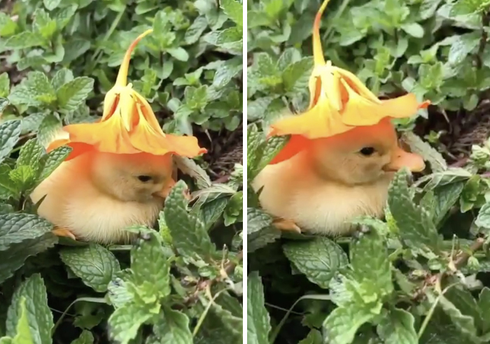 A Soul-Healing Video Of A Baby Duck Falling Asleep With A Flower Hat On Its Head A Soul-Healing Video Of A Baby Duck Falling Asleep With A Flower Hat On Its Head