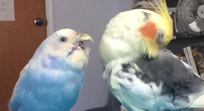 Hey Pandas, Share The Funniest Photos Of Your Birds (Closed)