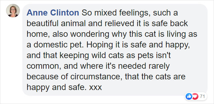This 40-Pound African Cat Is Reunited With His Owners After Running Away And Spending 3 Days In The Wild This 40-Pound African Cat Is Reunited With His Owners After Running Away And Spending 3 Days In The Wild