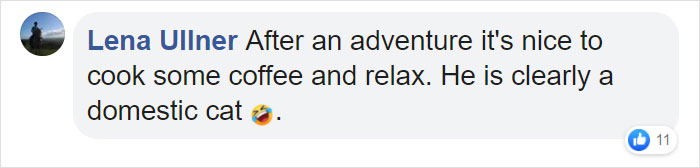 This 40-Pound African Cat Is Reunited With His Owners After Running Away And Spending 3 Days In The Wild This 40-Pound African Cat Is Reunited With His Owners After Running Away And Spending 3 Days In The Wild