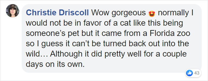 This 40-Pound African Cat Is Reunited With His Owners After Running Away And Spending 3 Days In The Wild This 40-Pound African Cat Is Reunited With His Owners After Running Away And Spending 3 Days In The Wild