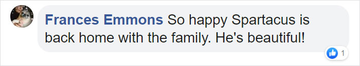 This 40-Pound African Cat Is Reunited With His Owners After Running Away And Spending 3 Days In The Wild This 40-Pound African Cat Is Reunited With His Owners After Running Away And Spending 3 Days In The Wild