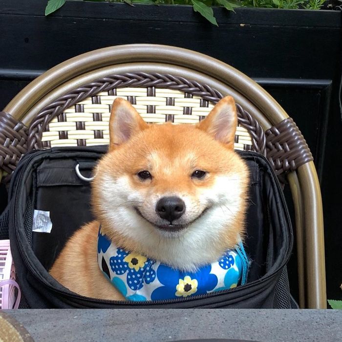 Shiba Inu Goes Viral For His Love Of Smiling, Especially After Seeing Food (30 Pics) Shiba Inu Goes Viral For His Love Of Smiling, Especially After Seeing Food (30 Pics)