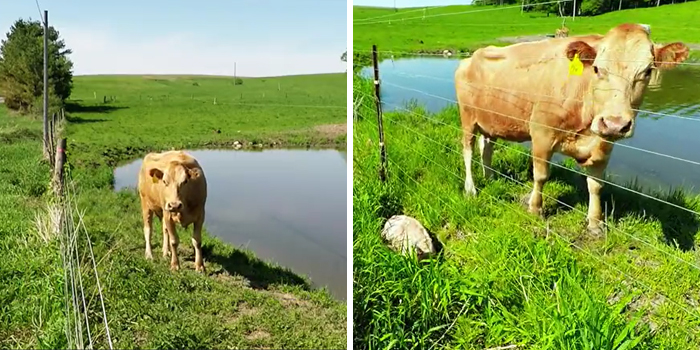 Heartwarming Video Captures Mother Cow Clearly Asking A Man To Rescue Her Newborn Calf Heartwarming Video Captures Mother Cow Clearly Asking A Man To Rescue Her Newborn Calf