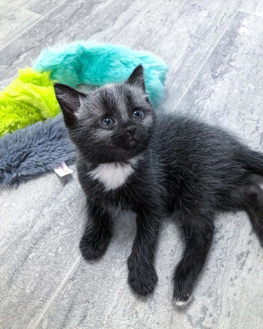 This Adorable Tiny Kitten Found On The Side Of The Road Surprisingly Has A Uniquely-Colored Coat (30 Pics) This Adorable Tiny Kitten Found On The Side Of The Road Surprisingly Has A Uniquely-Colored Coat (30 Pics)
