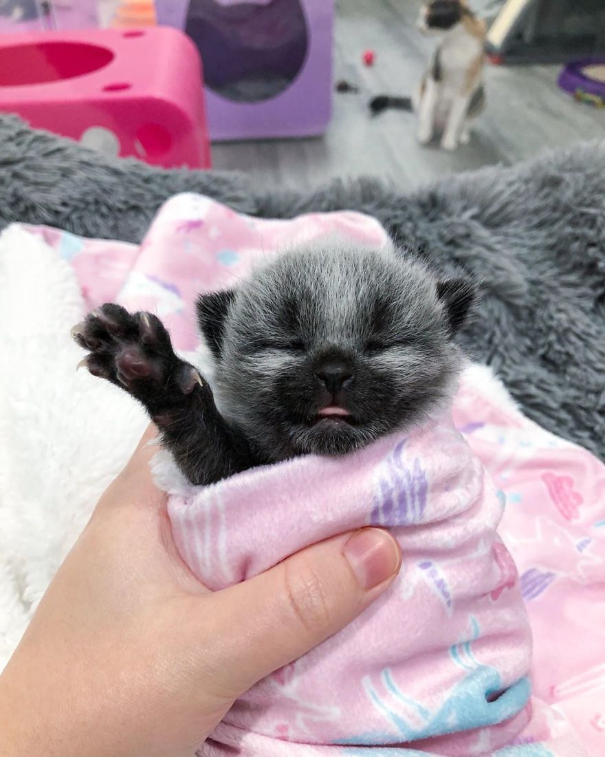 This Adorable Tiny Kitten Found On The Side Of The Road Surprisingly Has A Uniquely-Colored Coat (30 Pics) This Adorable Tiny Kitten Found On The Side Of The Road Surprisingly Has A Uniquely-Colored Coat (30 Pics)