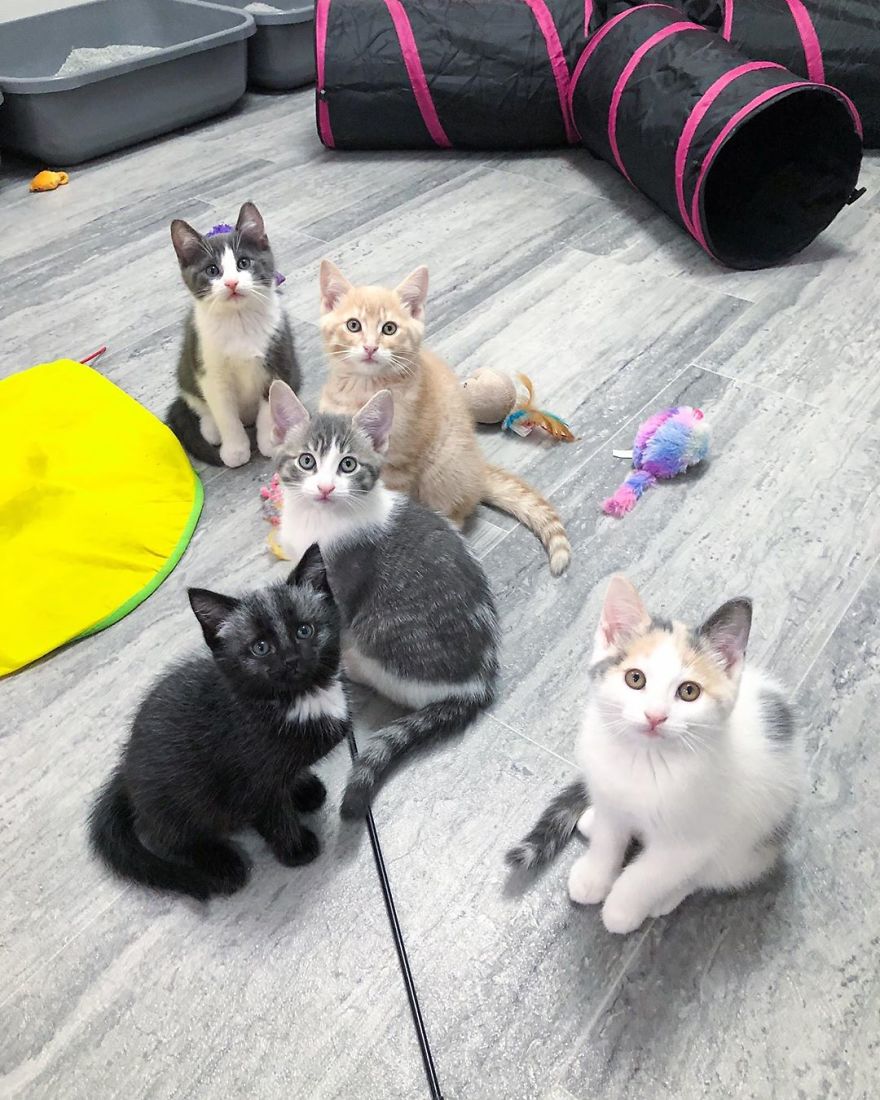 This Adorable Tiny Kitten Found On The Side Of The Road Surprisingly Has A Uniquely-Colored Coat (30 Pics) This Adorable Tiny Kitten Found On The Side Of The Road Surprisingly Has A Uniquely-Colored Coat (30 Pics)