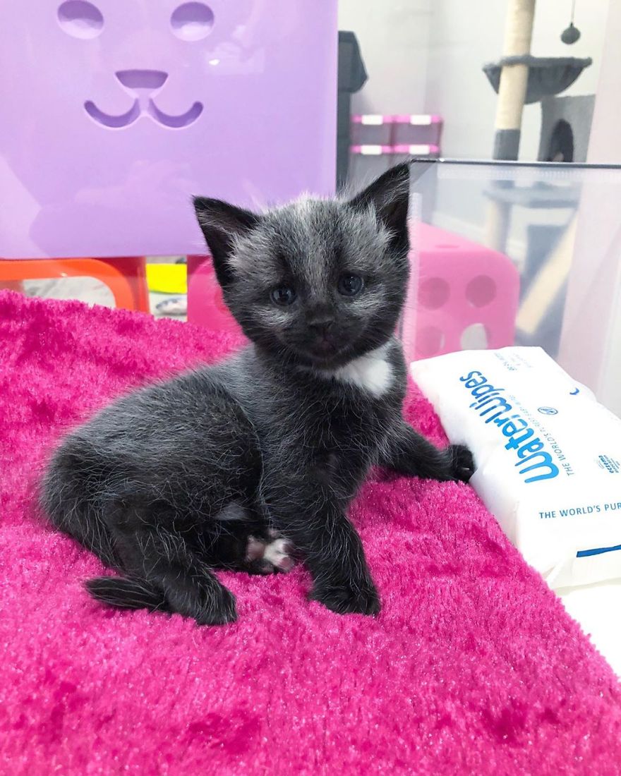This Adorable Tiny Kitten Found On The Side Of The Road Surprisingly Has A Uniquely-Colored Coat (30 Pics) This Adorable Tiny Kitten Found On The Side Of The Road Surprisingly Has A Uniquely-Colored Coat (30 Pics)