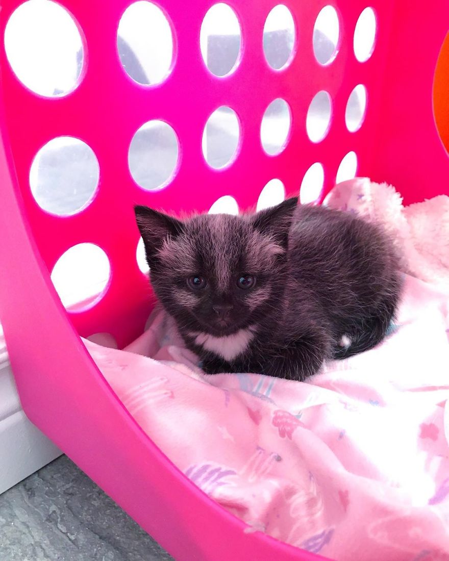 This Adorable Tiny Kitten Found On The Side Of The Road Surprisingly Has A Uniquely-Colored Coat (30 Pics) This Adorable Tiny Kitten Found On The Side Of The Road Surprisingly Has A Uniquely-Colored Coat (30 Pics)