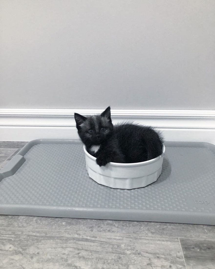 This Adorable Tiny Kitten Found On The Side Of The Road Surprisingly Has A Uniquely-Colored Coat (30 Pics) This Adorable Tiny Kitten Found On The Side Of The Road Surprisingly Has A Uniquely-Colored Coat (30 Pics)