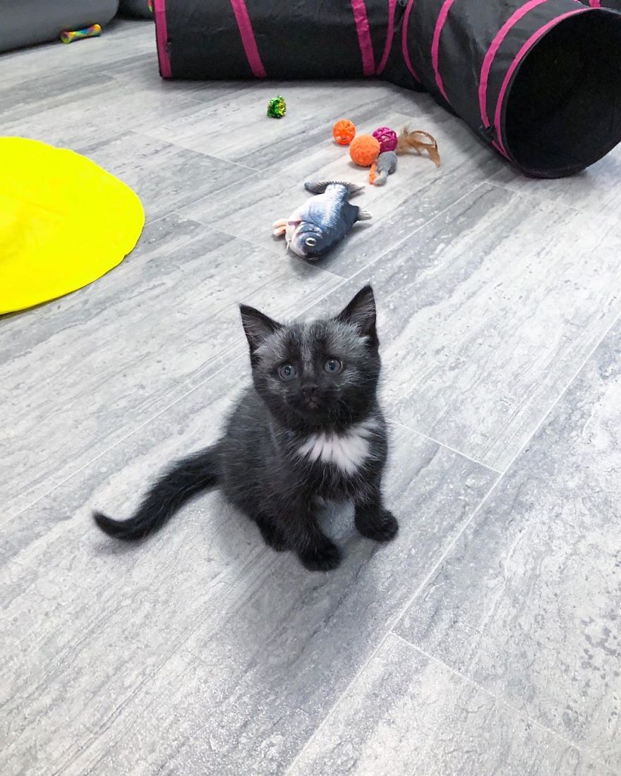 This Adorable Tiny Kitten Found On The Side Of The Road Surprisingly Has A Uniquely-Colored Coat (30 Pics) This Adorable Tiny Kitten Found On The Side Of The Road Surprisingly Has A Uniquely-Colored Coat (30 Pics)