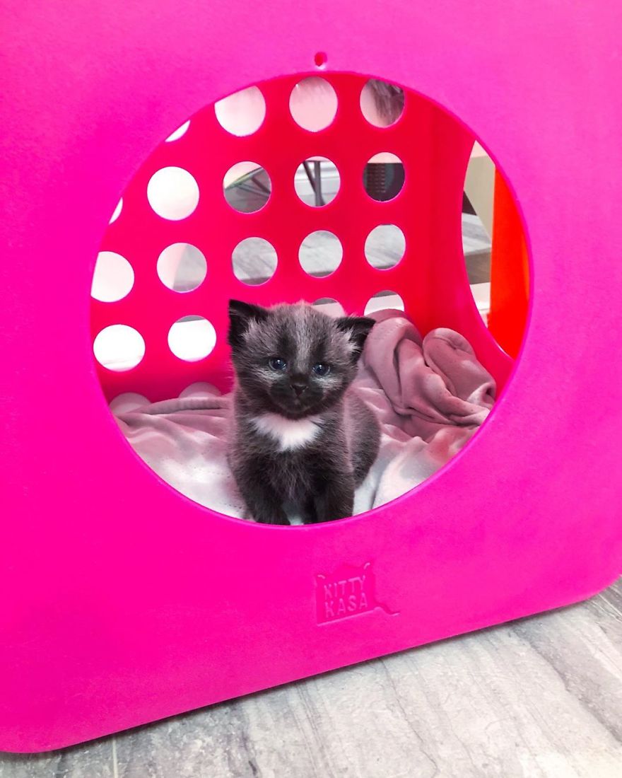 This Adorable Tiny Kitten Found On The Side Of The Road Surprisingly Has A Uniquely-Colored Coat (30 Pics) This Adorable Tiny Kitten Found On The Side Of The Road Surprisingly Has A Uniquely-Colored Coat (30 Pics)