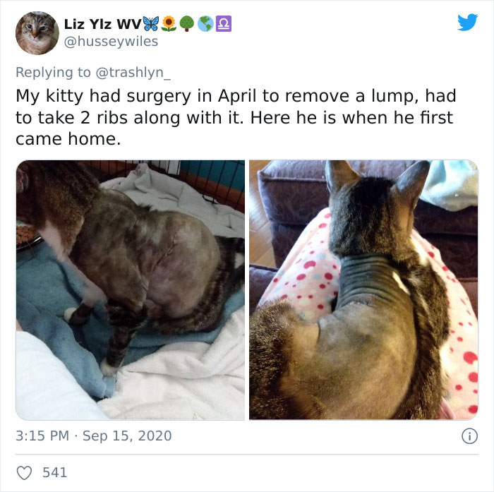 30 Pics Of Cats That Got Funny Haircuts At The Vet For Surgery 30 Pics Of Cats That Got Funny Haircuts At The Vet For Surgery