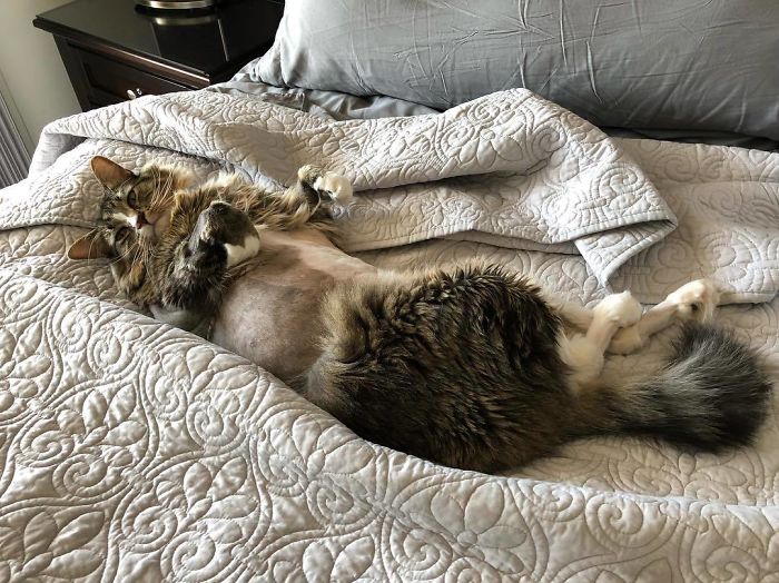 30 Pics Of Cats That Got Funny Haircuts At The Vet For Surgery 30 Pics Of Cats That Got Funny Haircuts At The Vet For Surgery