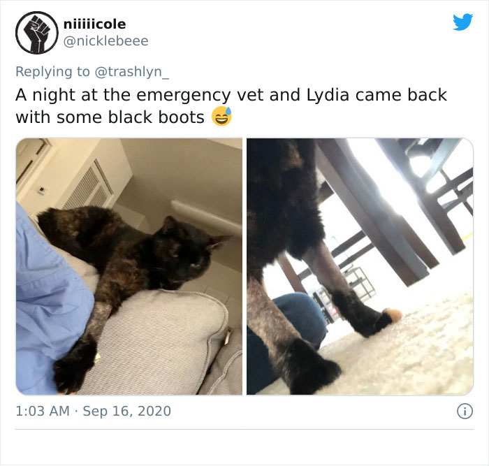 30 Pics Of Cats That Got Funny Haircuts At The Vet For Surgery 30 Pics Of Cats That Got Funny Haircuts At The Vet For Surgery