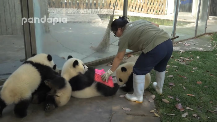 This Zookeeper Is Trying To Rake Leaves, But 2 Panda Cubs Have Other Ideas This Zookeeper Is Trying To Rake Leaves, But 2 Panda Cubs Have Other Ideas