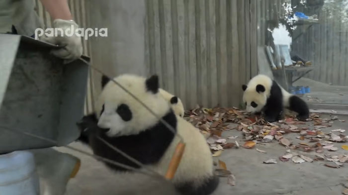 This Zookeeper Is Trying To Rake Leaves, But 2 Panda Cubs Have Other Ideas This Zookeeper Is Trying To Rake Leaves, But 2 Panda Cubs Have Other Ideas