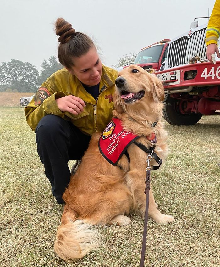Kerith The Golden Retriever Is Visiting Areas Affected By Fires In California To Comfort Overworked Firefighters Kerith The Golden Retriever Is Visiting Areas Affected By Fires In California To Comfort Overworked Firefighters