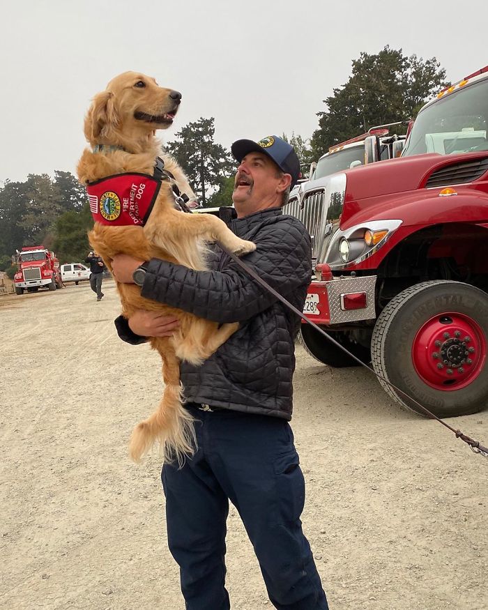 Kerith The Golden Retriever Is Visiting Areas Affected By Fires In California To Comfort Overworked Firefighters Kerith The Golden Retriever Is Visiting Areas Affected By Fires In California To Comfort Overworked Firefighters