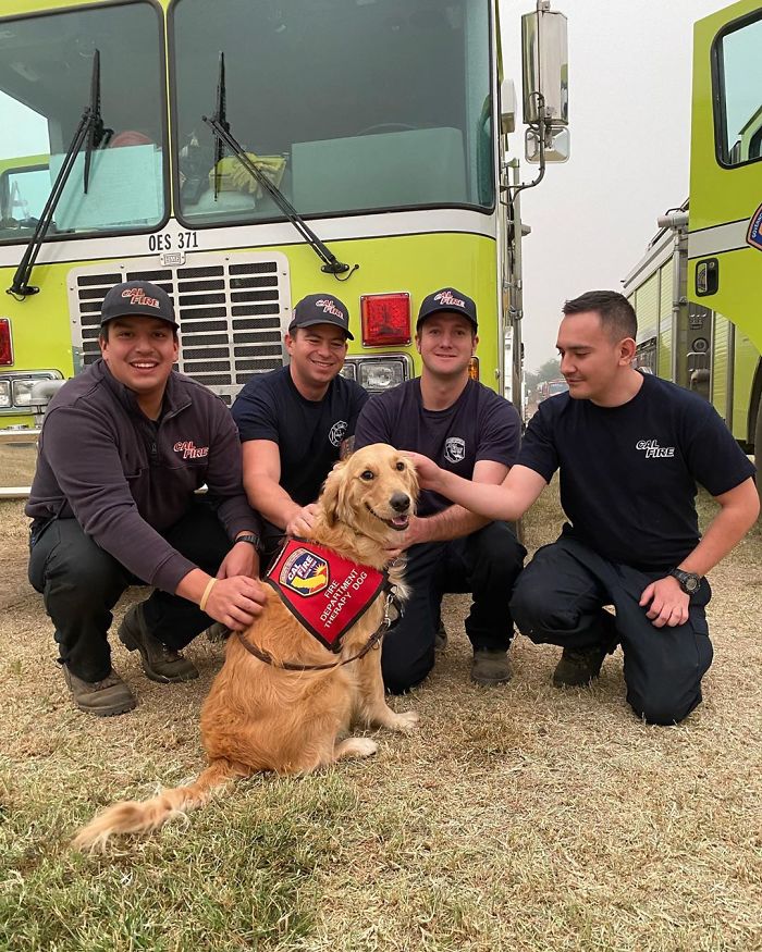 Kerith The Golden Retriever Is Visiting Areas Affected By Fires In California To Comfort Overworked Firefighters Kerith The Golden Retriever Is Visiting Areas Affected By Fires In California To Comfort Overworked Firefighters