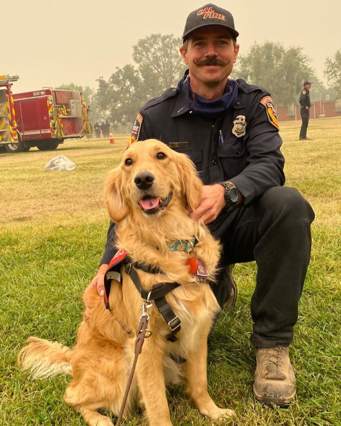 Kerith The Golden Retriever Is Visiting Areas Affected By Fires In California To Comfort Overworked Firefighters Kerith The Golden Retriever Is Visiting Areas Affected By Fires In California To Comfort Overworked Firefighters