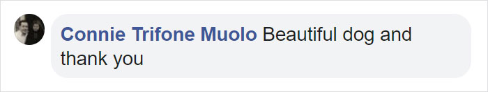 Kerith The Golden Retriever Is Visiting Areas Affected By Fires In California To Comfort Overworked Firefighters Kerith The Golden Retriever Is Visiting Areas Affected By Fires In California To Comfort Overworked Firefighters