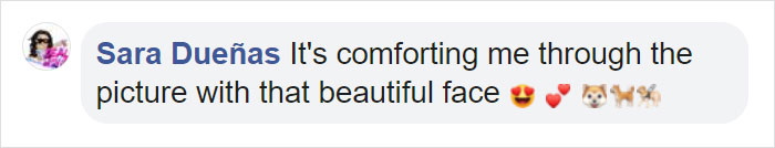 Kerith The Golden Retriever Is Visiting Areas Affected By Fires In California To Comfort Overworked Firefighters Kerith The Golden Retriever Is Visiting Areas Affected By Fires In California To Comfort Overworked Firefighters