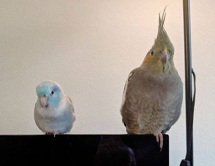 30 Funny Comics About Parrots, Illustrated By A Bird Owner 30 Funny Comics About Parrots, Illustrated By A Bird Owner