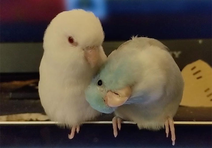 30 Funny Comics About Parrots, Illustrated By A Bird Owner 30 Funny Comics About Parrots, Illustrated By A Bird Owner